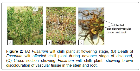 plant-physiology-pathology-Fusarium