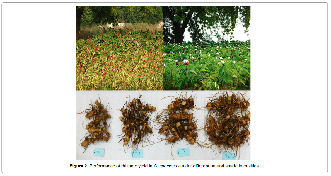 plant-physiology-pathology-Performance