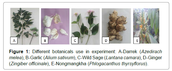 plant-physiology-pathology-botanicals