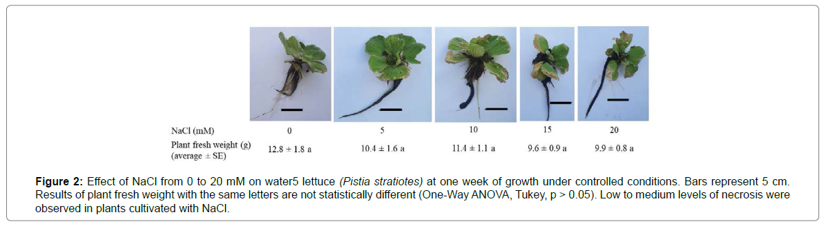 plant-physiology-pathology-lettuce
