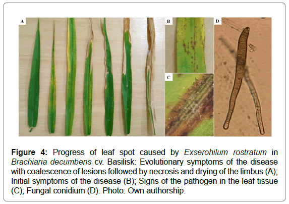 plant-physiology-pathology-symptoms plant-physiology-pathology-symptoms
