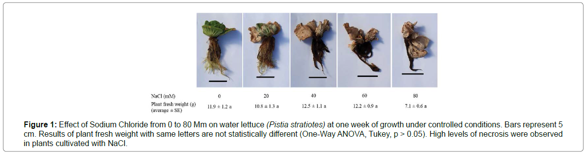 plant-physiology-pathology-water