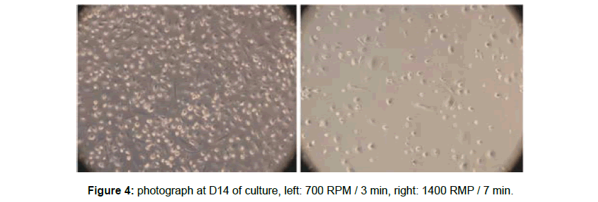 regenerative-medicine-D14-culture