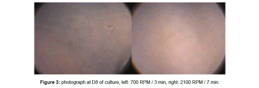 regenerative-medicine-D8-culture