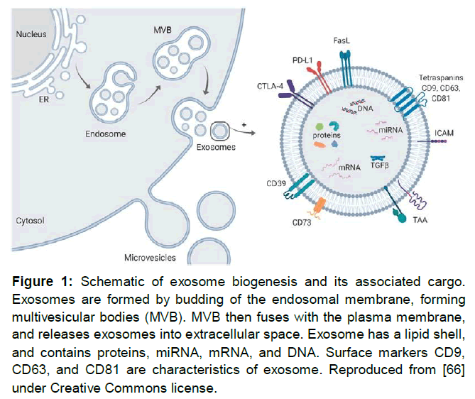 regenerative-medicine-exosome-biogenesis
