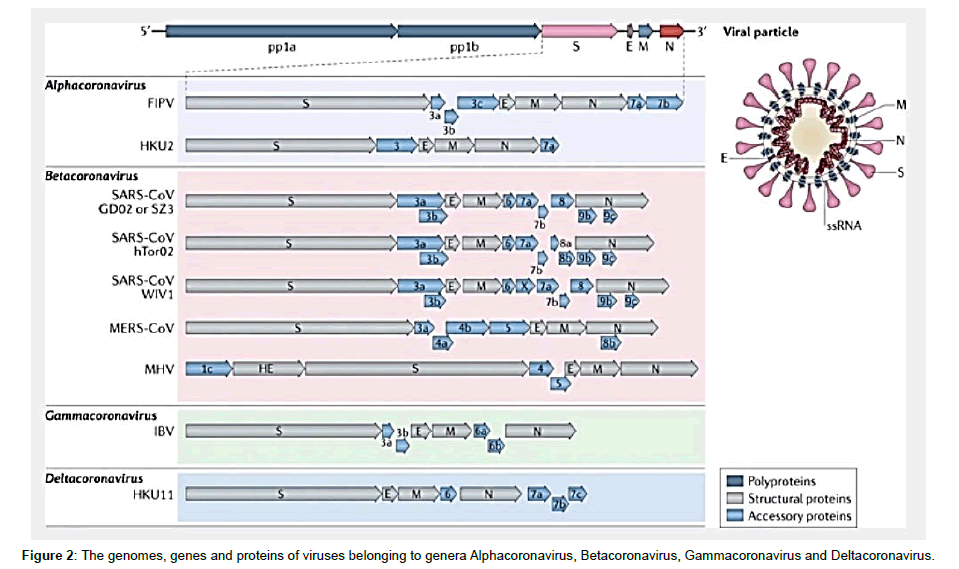 virology-antiviral-genomes-genes