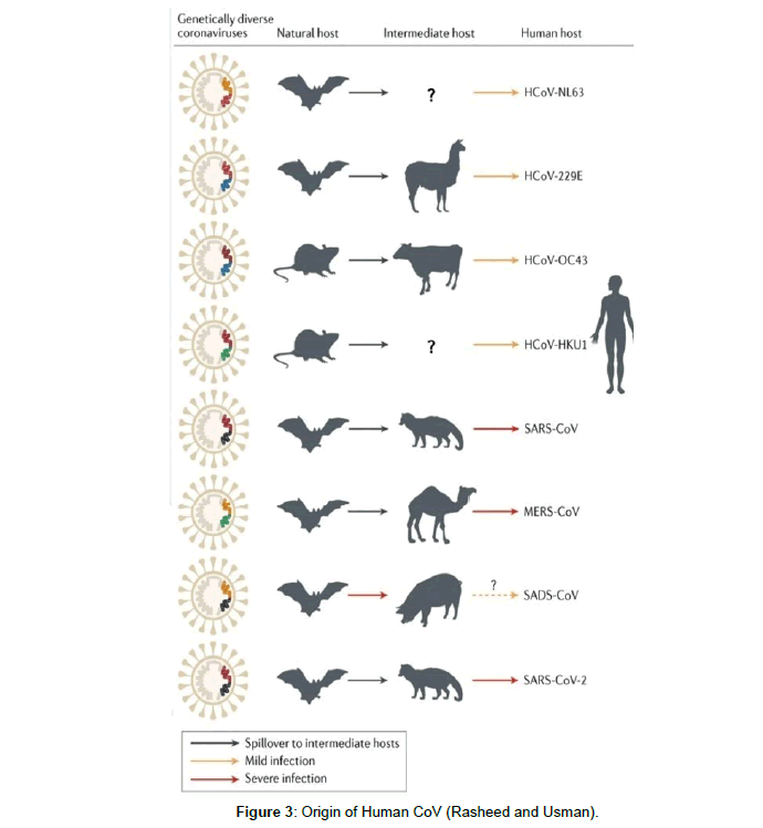 virology-antiviral-origin-human