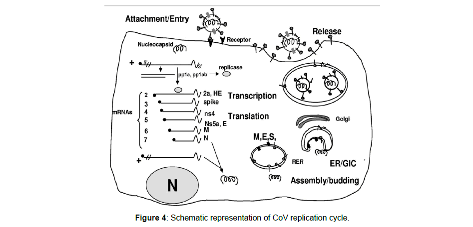 virology-antiviral-replication-cycle