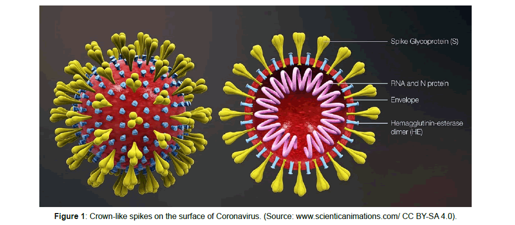 virology-antiviral-surface-coronavirus