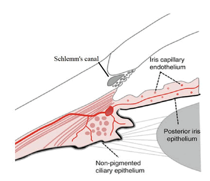 IOPJ-Anatomical