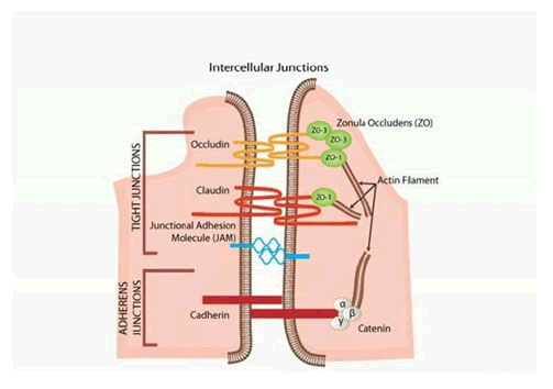 IOPJ-Intercellular