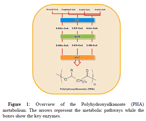 Jabcb-metabolic