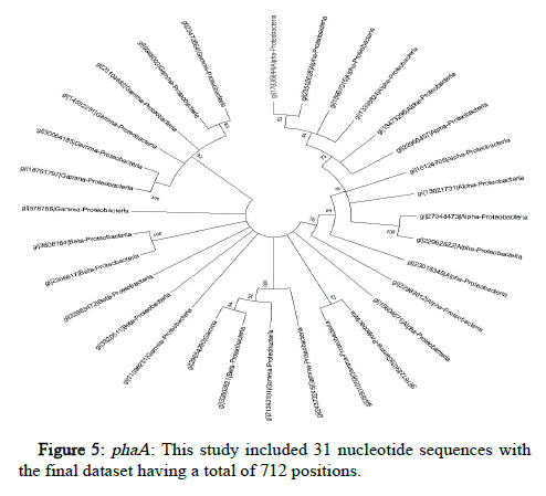 Jabcb-nucleotide