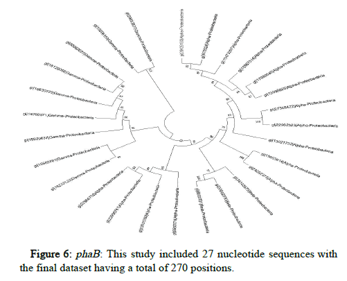 Jabcb-nucleotide