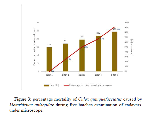 VBJ-batches