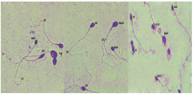 andrology-gynecology-morphology