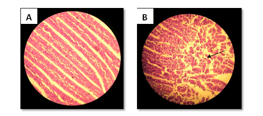 archives-medical-histological