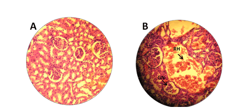 archives-medical-histological