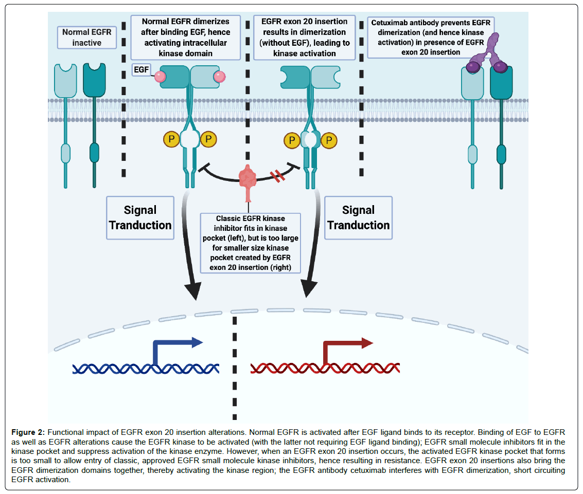 clinical-oncology-EGFR