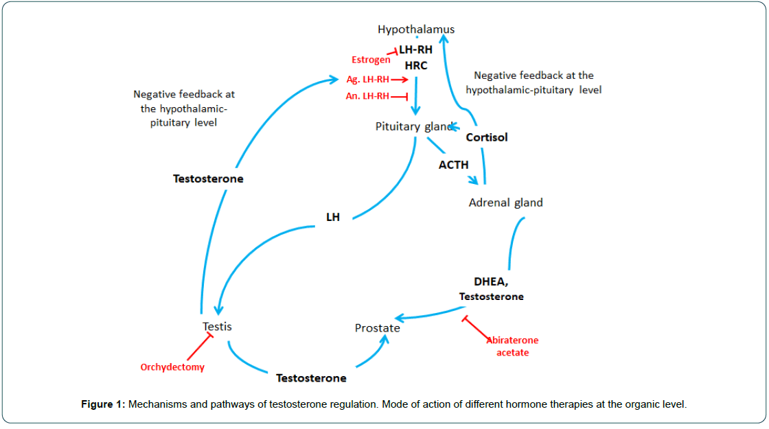 cocr-Hormone cocr-Hormone