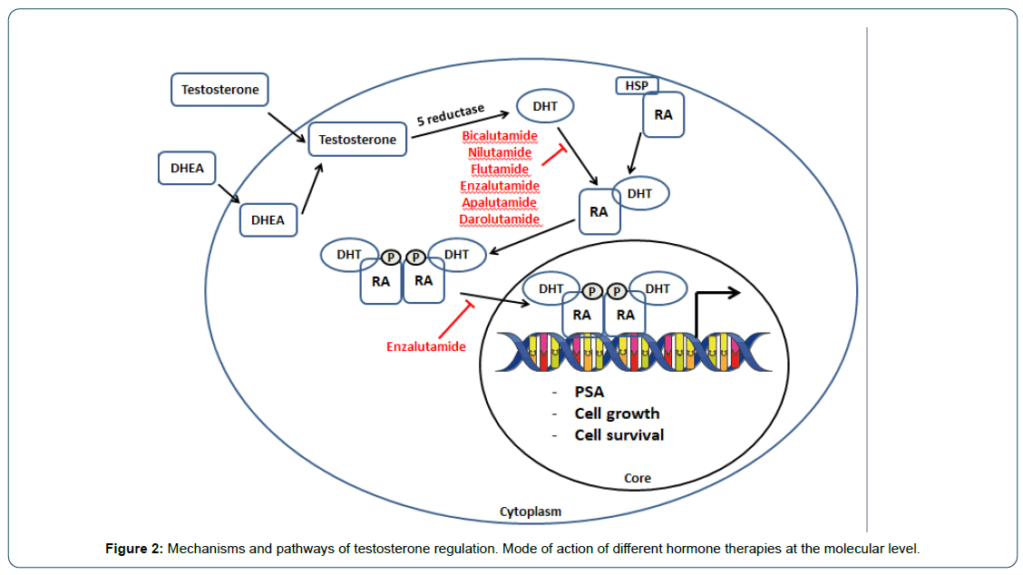 cocr-Hormone cocr-Hormone