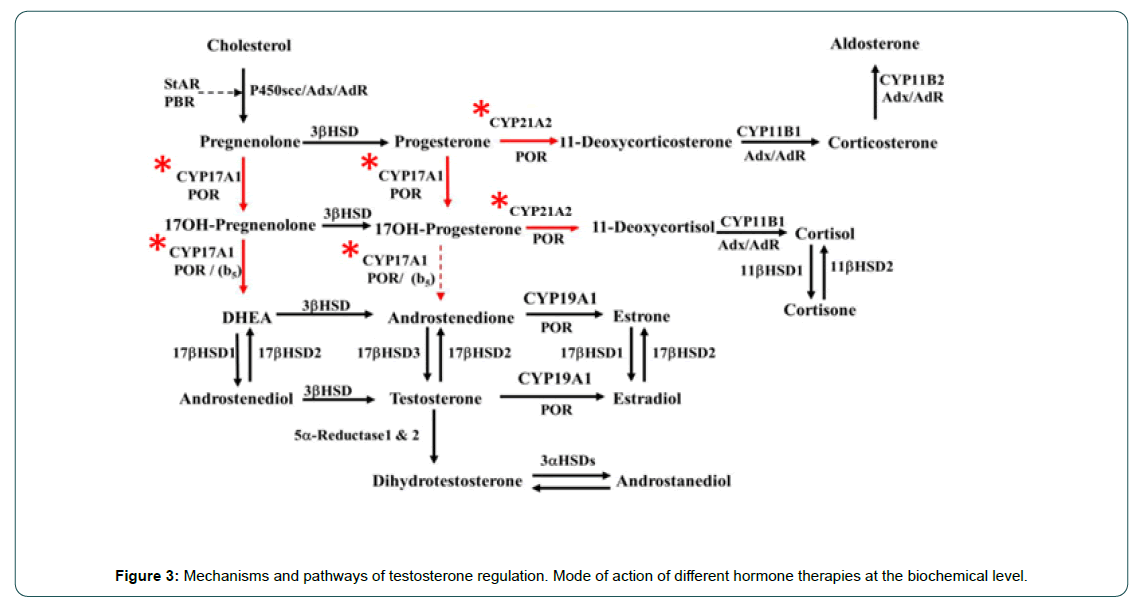 cocr-Hormone