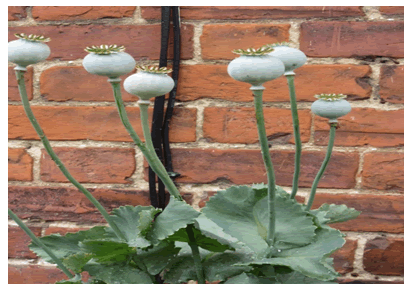 fashion-technology-poppy fashion-technology-poppy