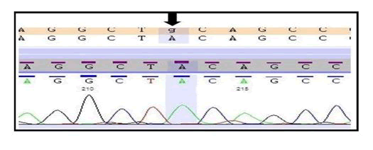 journal-genetic-nucleotide