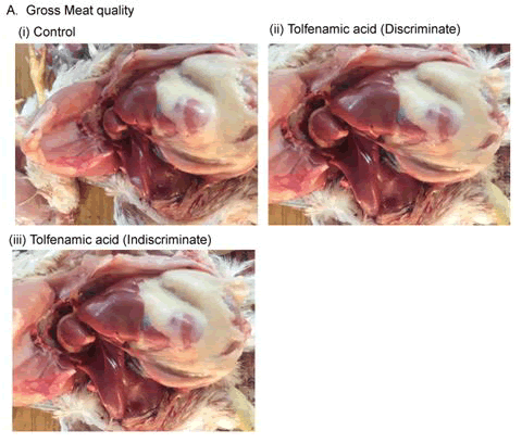 journal-veterinary-meat