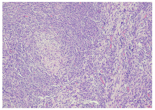 medical-microbiology-haematoxylin