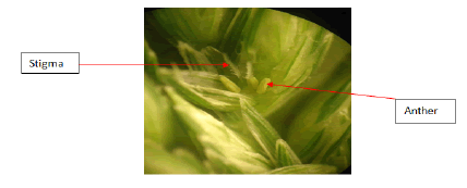 plant-physiology-palea plant-physiology-palea