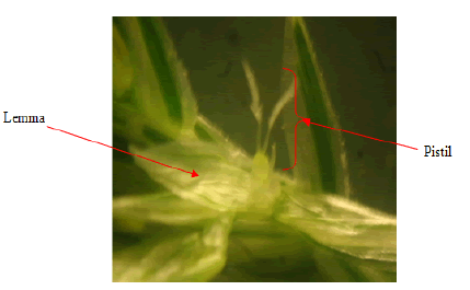 plant-physiology-part plant-physiology-part