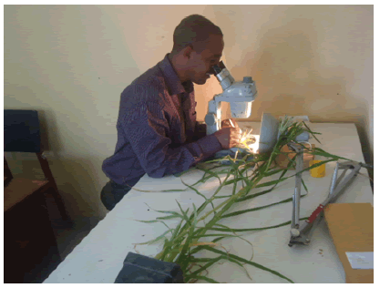 plant-physiology-parts plant-physiology-parts