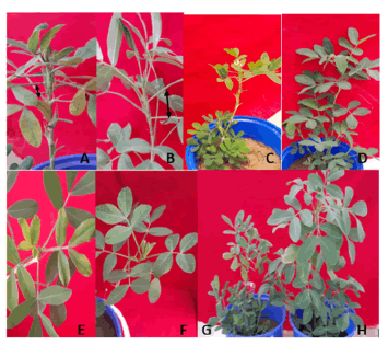 plant-physiology-plants plant-physiology-plants
