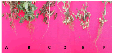 plant-physiology-regimes plant-physiology-regimes
