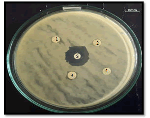 veterinary-science-antibacterial