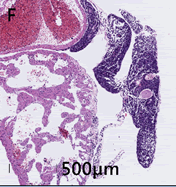 veterinary-science-medical-diagnosis