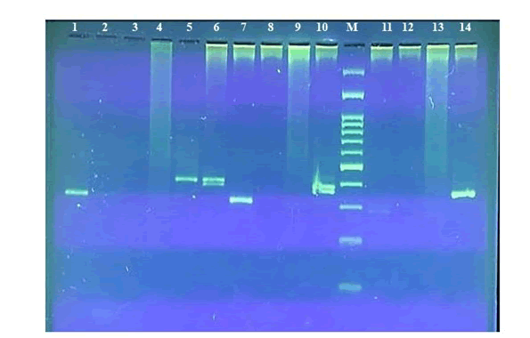 veterinary-science-primer