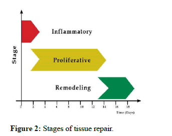 Drug-Delivery-tissue