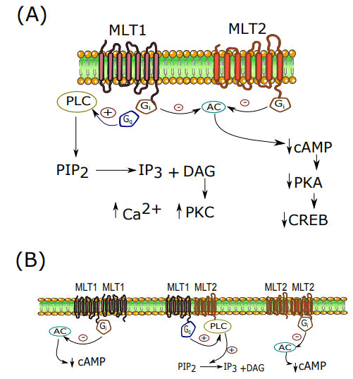 IJMHP-receptors