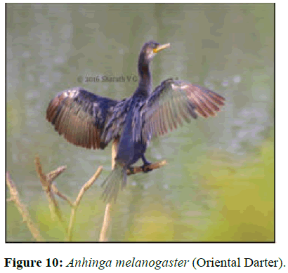 JBMF-Anhinga