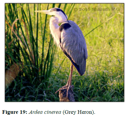 JBMF-Ardea