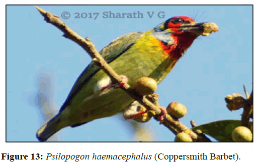 JBMF-Barbet
