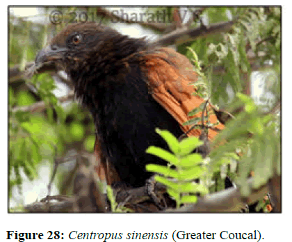 JBMF-Coucal