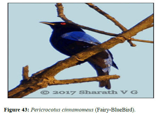 JBMF-Pericrocotus