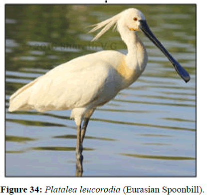 JBMF-Platalea
