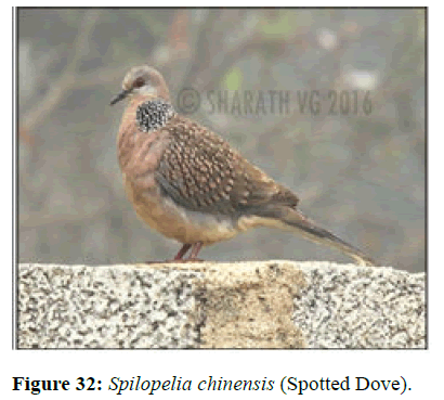 JBMF-Spilopelia