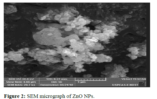 JNMN-SEM