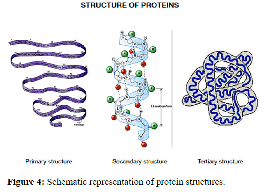 JNPGT-protein