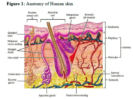 JPDDR-Anatomy